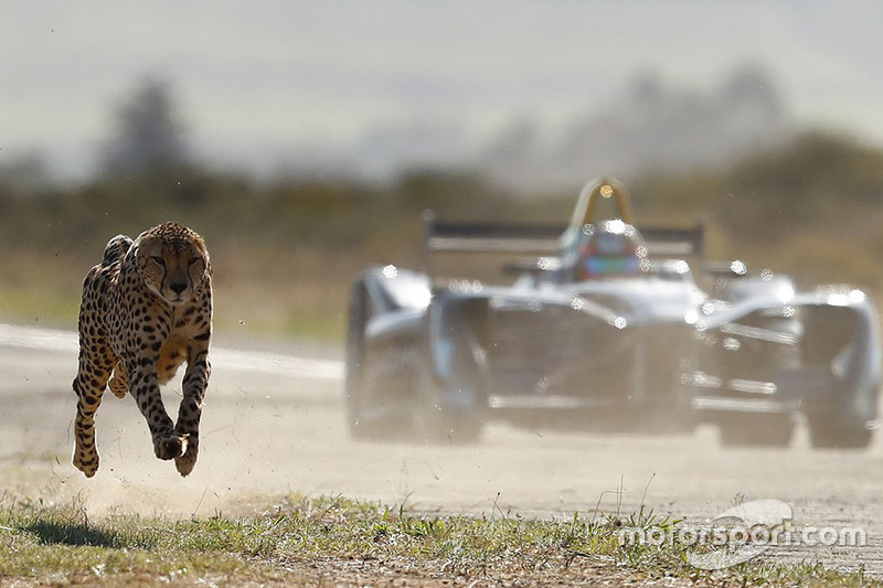 A cheetah races a Formule E car