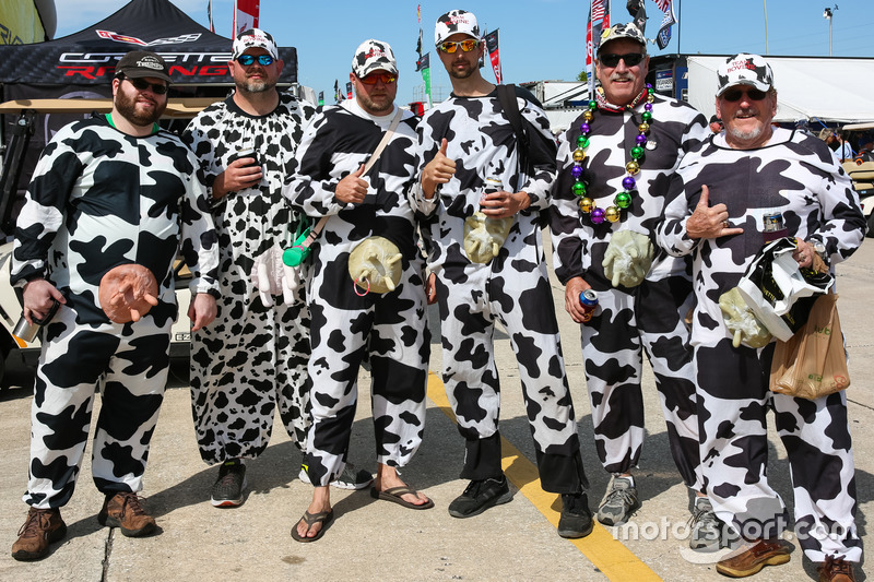 I famosi "cow fans"