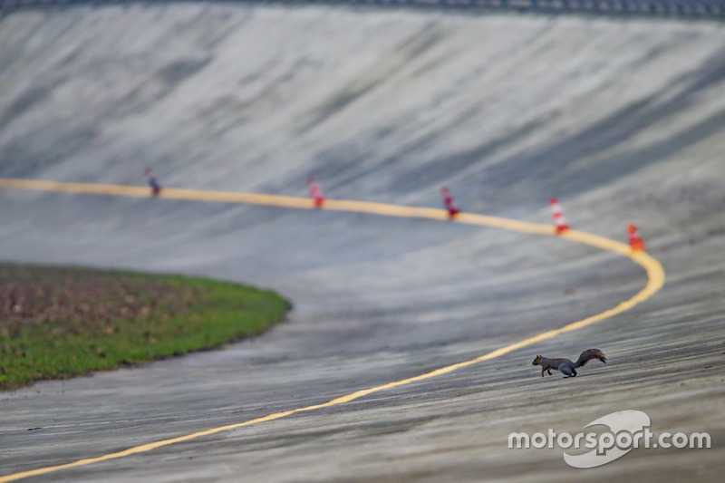 Una ardilla el óvalo de Monza