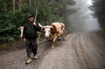 Farmer with cows on the road