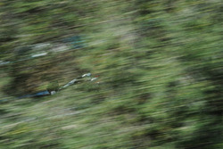 Jack Aitken, RP Motorsport