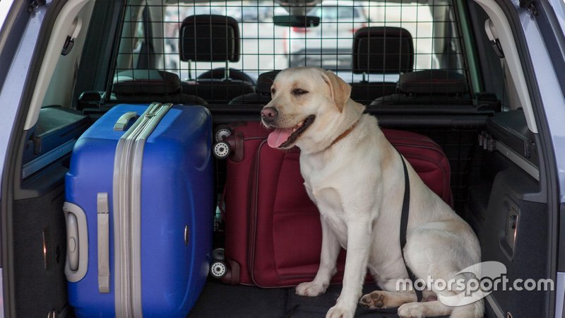 Un perro viajando en coche