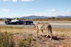 Een jachtluipaard racet tegen een Formule E-bolide