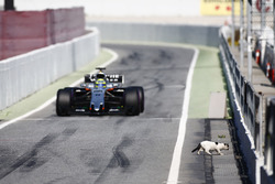 Un chat travers devant Sergio Perez, Force India VJM10 dans la ligne des stands