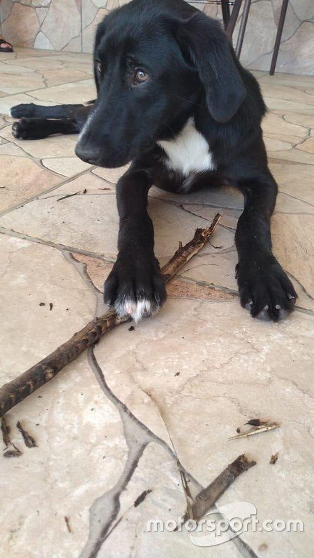 Bob, cachorro de Nelsinho Piquet
