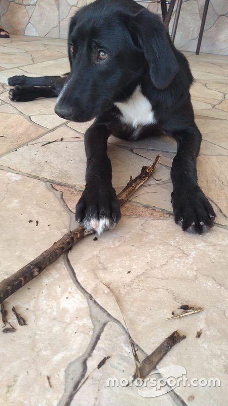 Bob, cachorro de Nelsinho Piquet