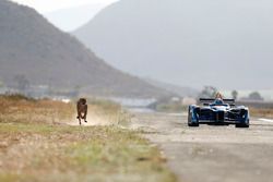 A cheetah races a Formule E car