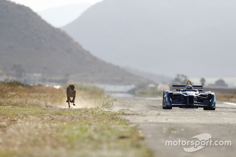 A cheetah races a Formule E car