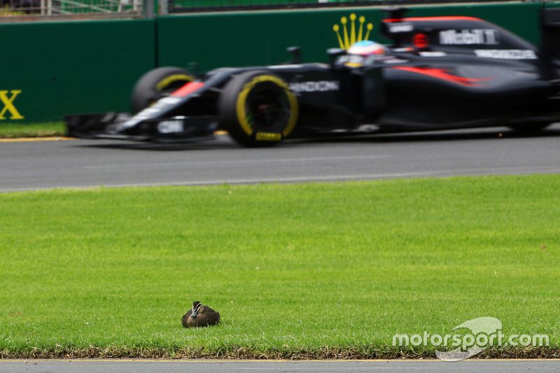 Fernando Alonso, McLaren MP4-31 passes a duck