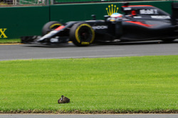 Fernando Alonso, McLaren MP4-31 passes a duck