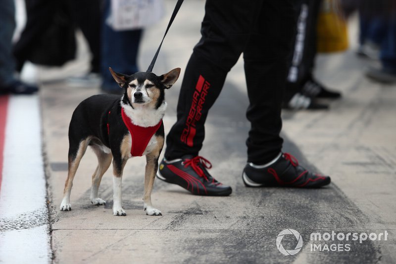 Un perro en el WEC