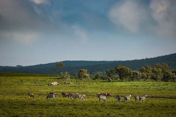 Elfyn Evans, Scott Martin, Toyota Gazoo Racing WRT Toyota GR Yaris Rally1