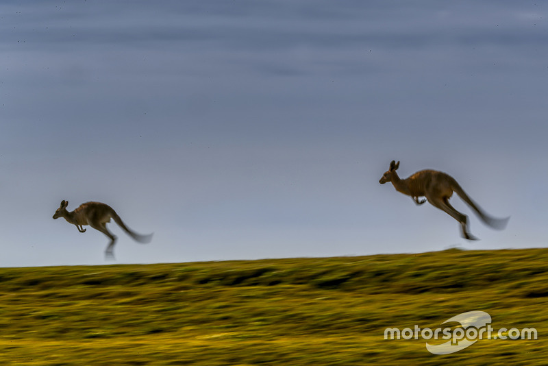 Atmosfera al Rally d'Australia - canguri