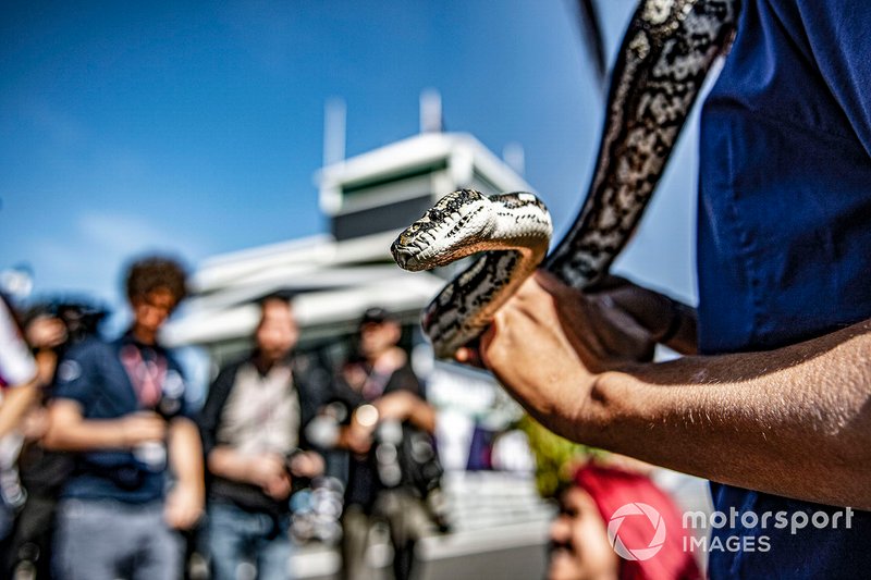 Snake