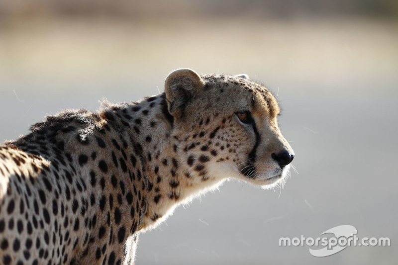 A cheetah