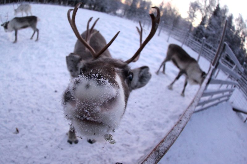Arctic Lapland Rally 2020