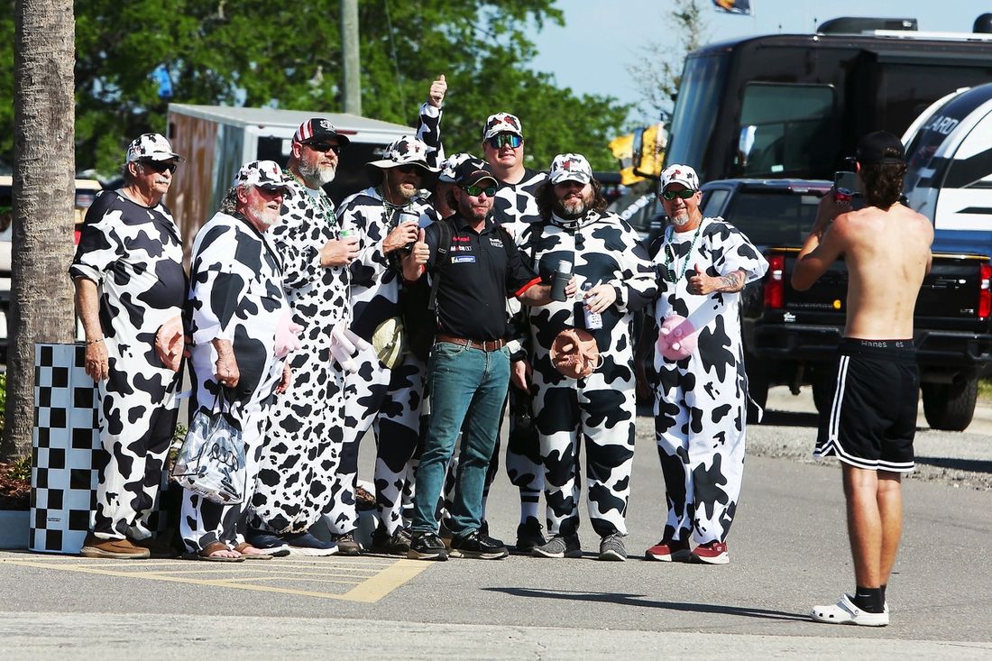 Fani pozują ze słynnymi krowami z Sebring