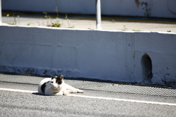 Un chat se repose dans la ligne des stands