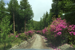 Azores Rally forest stage