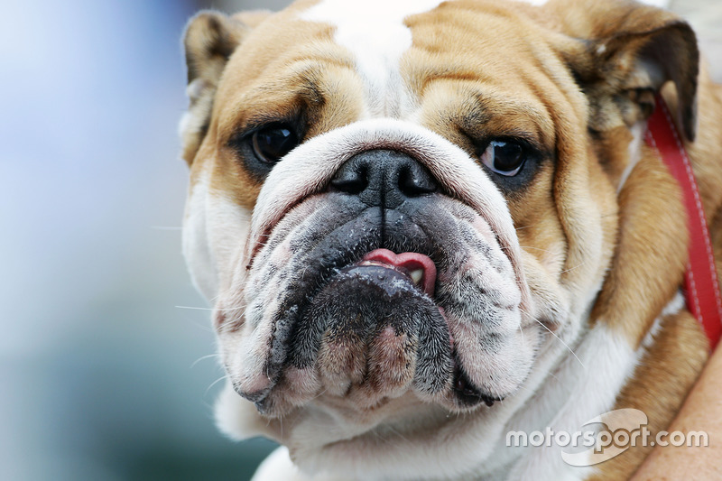 A dog owned by Lewis Hamilton, Mercedes AMG F1