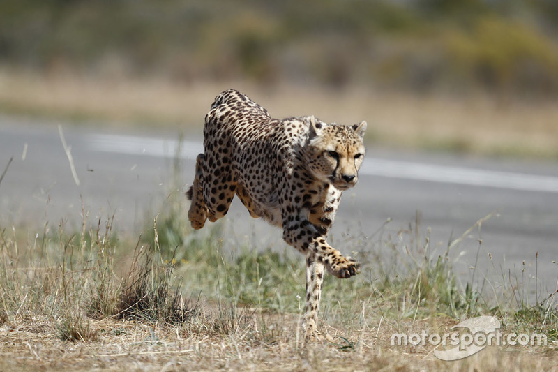 A cheetah