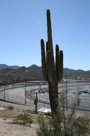 Phoenix cactus