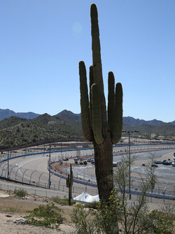 Phoenix cactus