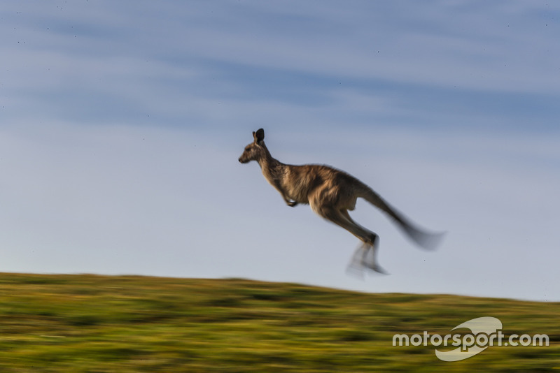 Atmosfera al Rally d'Australia - canguro