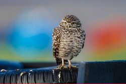 A bird watches the action