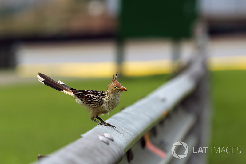 Un pájaro