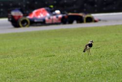 Carlos Sainz Jr., Scuderia Toro Rosso STR11 passe devant un oiseau