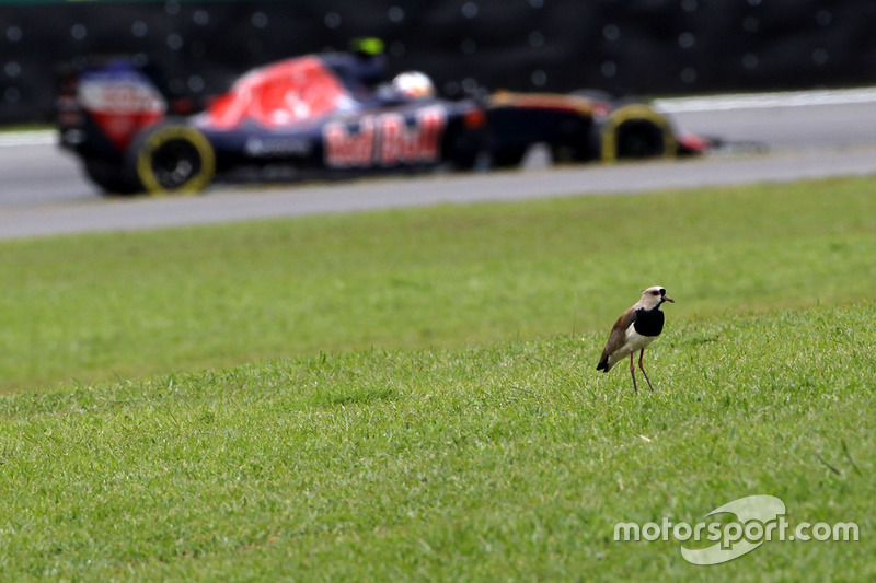 Carlos Sainz Jr., Scuderia Toro Rosso STR11