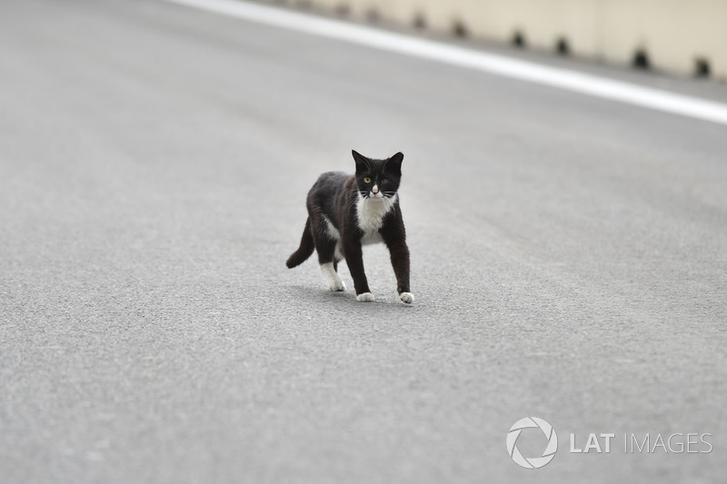 Kucing di lintasan