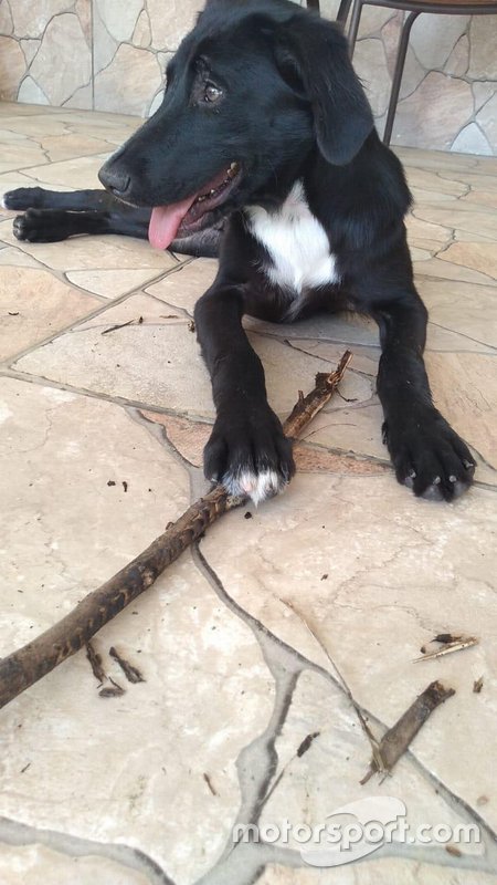 Bob, cachorro de Nelsinho Piquet