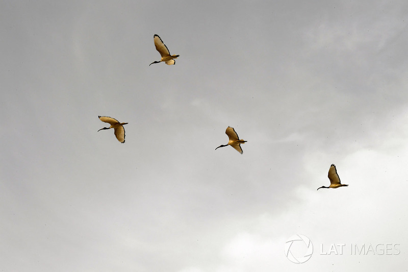 Aves