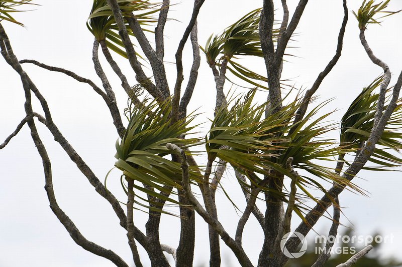 Viento