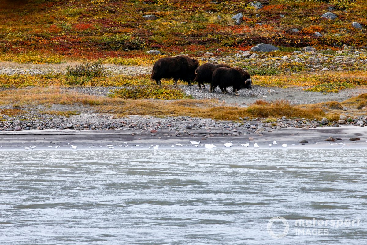 Musk Ox