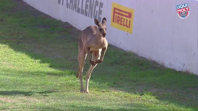 Bathurst 12 Hour A Kangaroo On Mount Panorama Endurance Videos