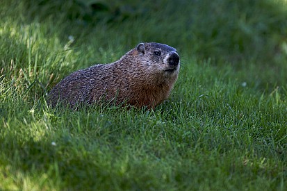 FIA explains why groundhog incident couldn't be prevented