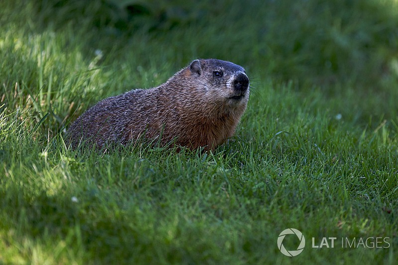 FIA explica incidente com marmota no Canadá