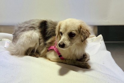 Bahrain circuit rescues escaped dog from F1 practice