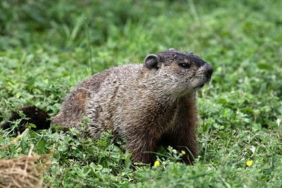 Why F1 can't stop groundhogs getting on Canadian GP track Montreal