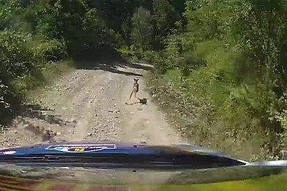 Tassone è veloce, ma lo è di più il... capriolo!