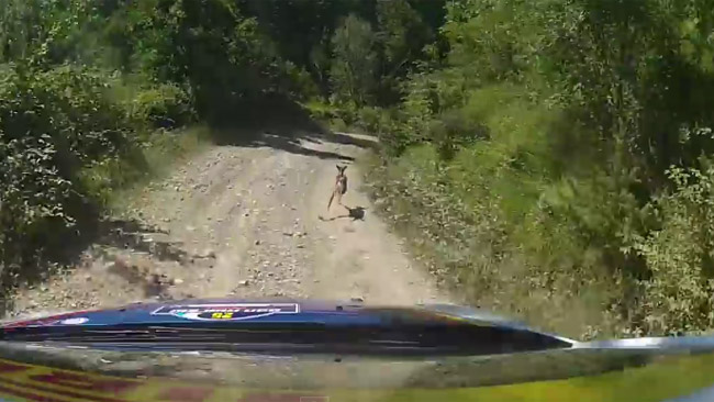 Tassone è veloce, ma lo è di più il... capriolo!