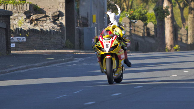 Brivido per Hutchinson: preso in pieno un gabbiano!