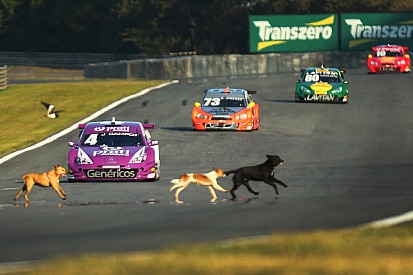 Velocidade animal: cachorros invadem pista do autódromo de Curitiba