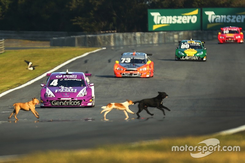 Velocidade animal: cachorros invadem pista do autódromo de Curitiba