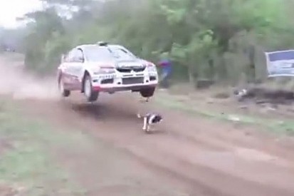 VÍDEO: Cachorro invade pista de rali e escapa da morte