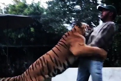 VÍDEO: Hamilton luta com tigre em santuário no México