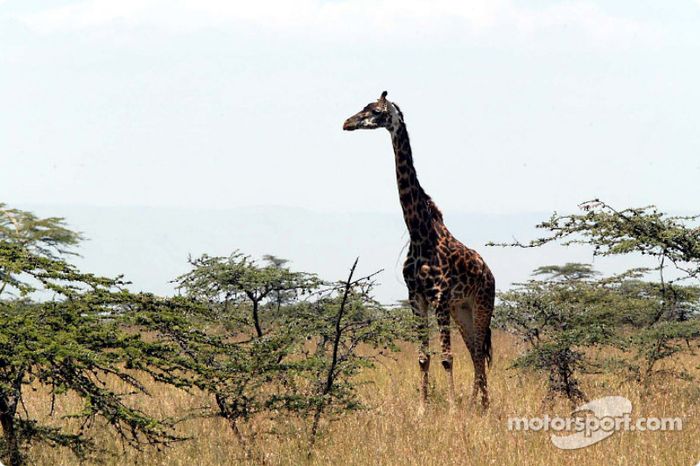 Vida salvaje en Kenia